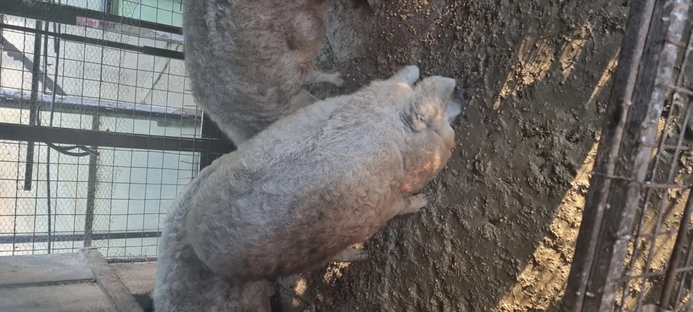 Vand porci mangalita