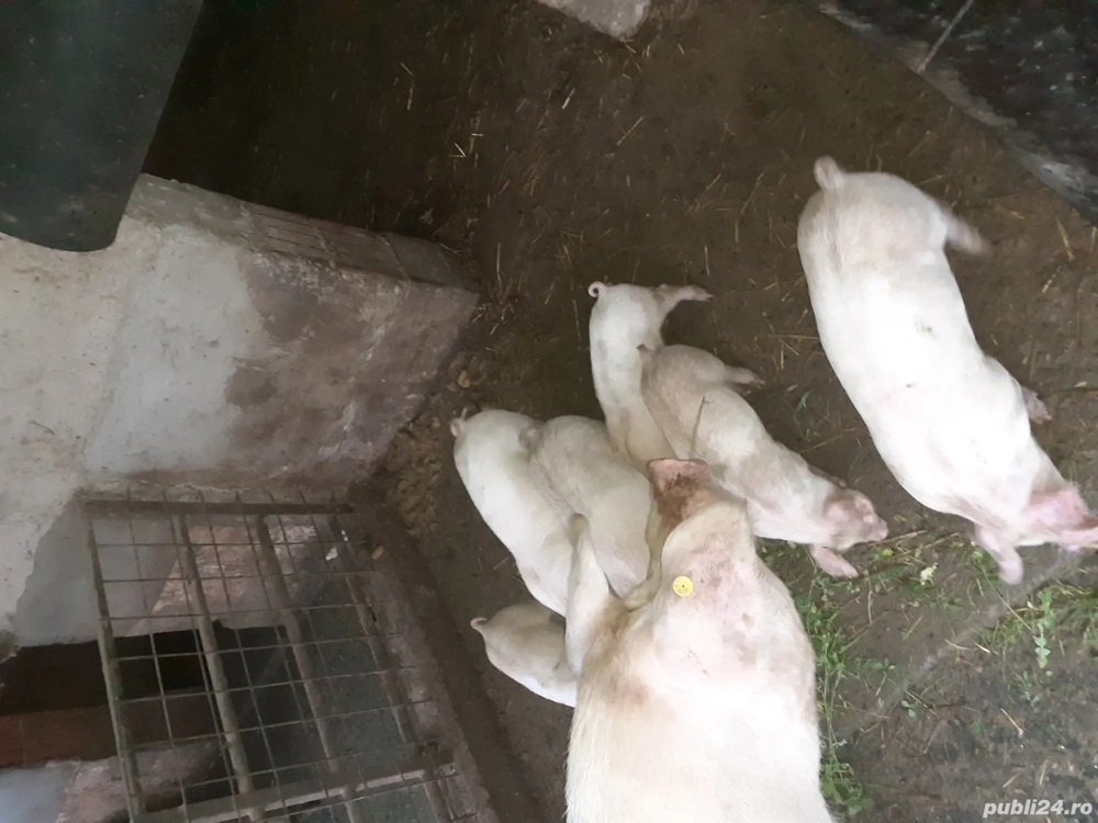 vand sau schimb pe grau