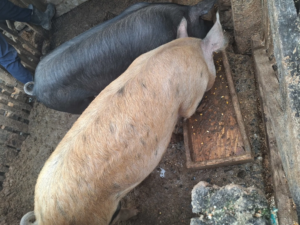 Vând  2 porci la alegere