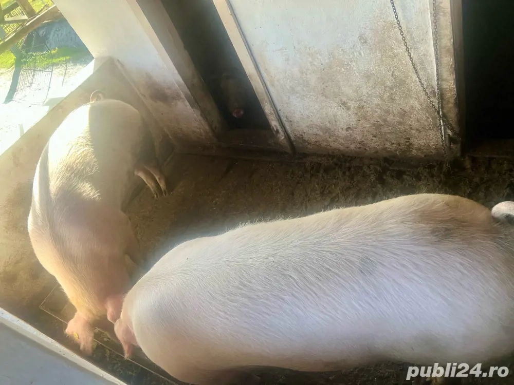 Porc natural de Craciun