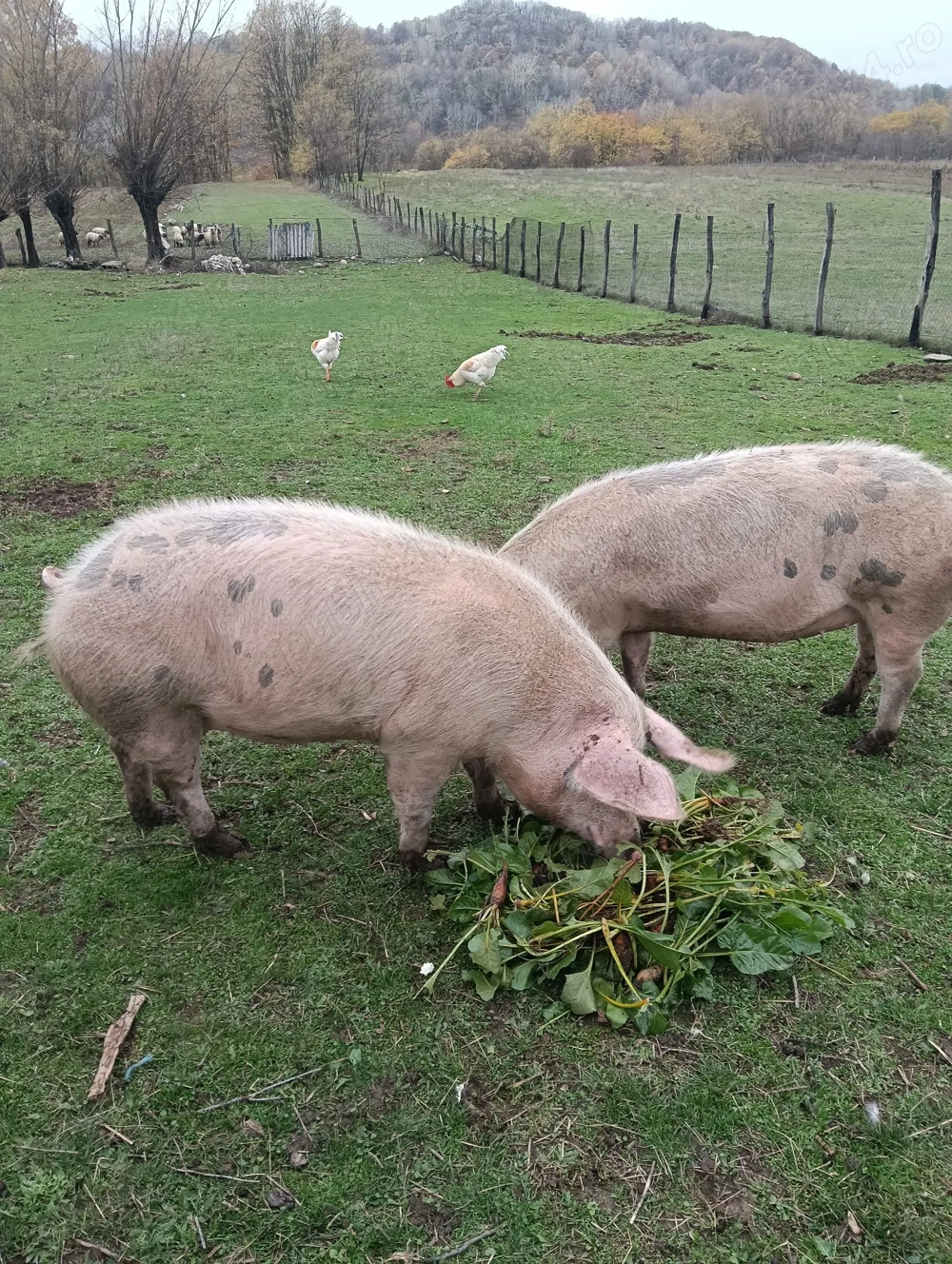 Vand porc pentru taiere