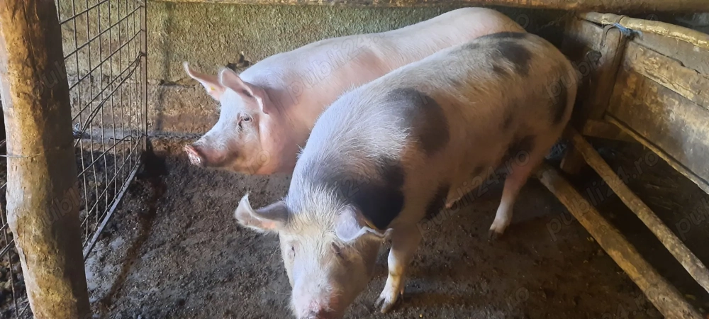 De vânzare - porci crescuți bio în gospodarie