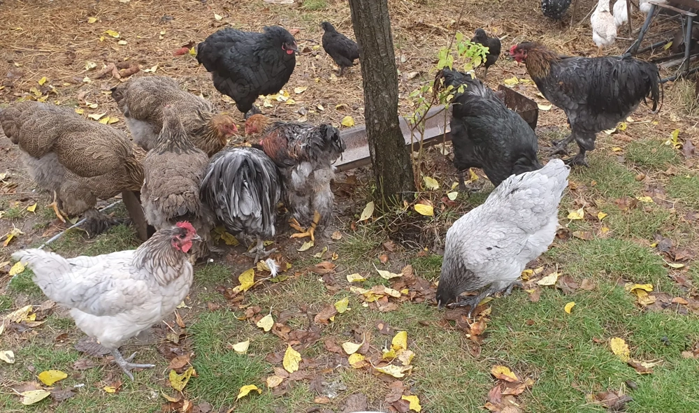 Gaini brahma si australorp
