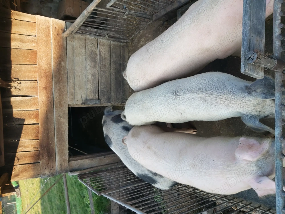 Porci pentru sacrificat