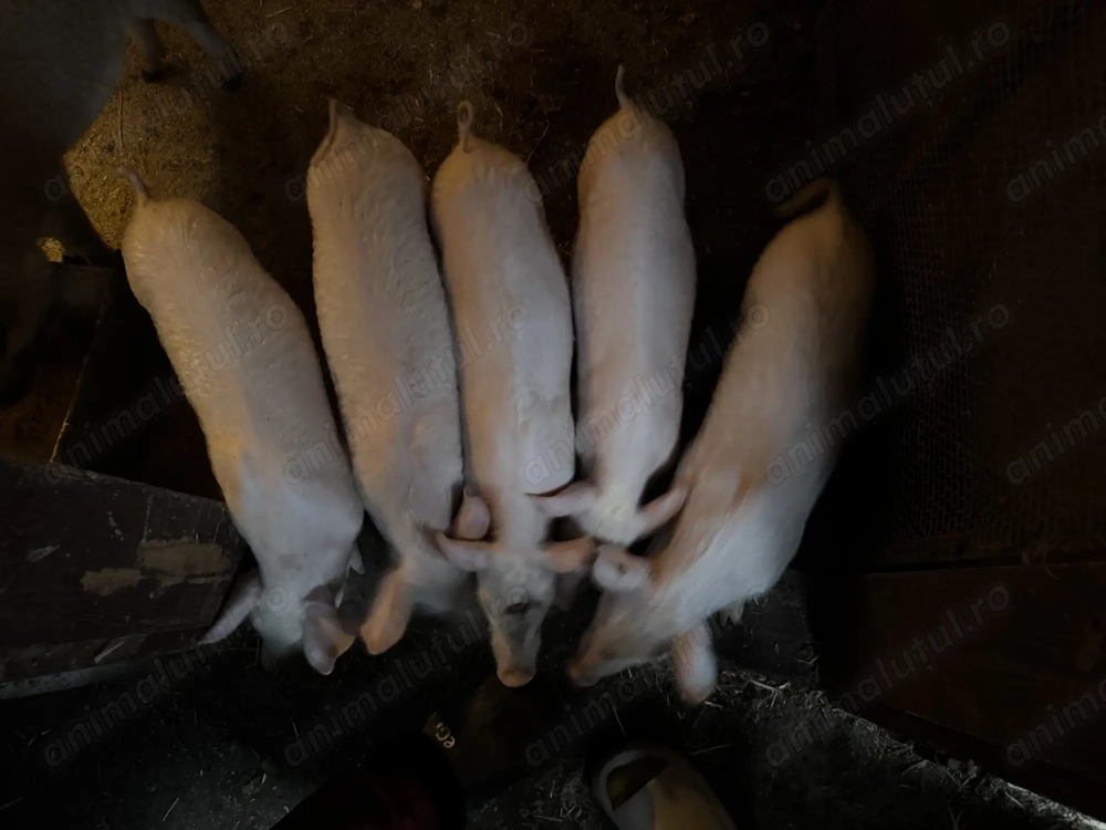 Vând purcei de carne