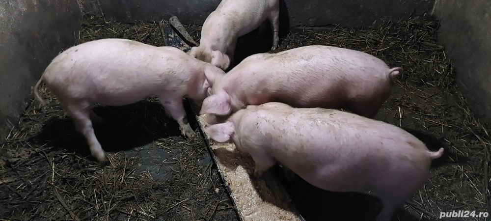 Grăsuni disponibili 