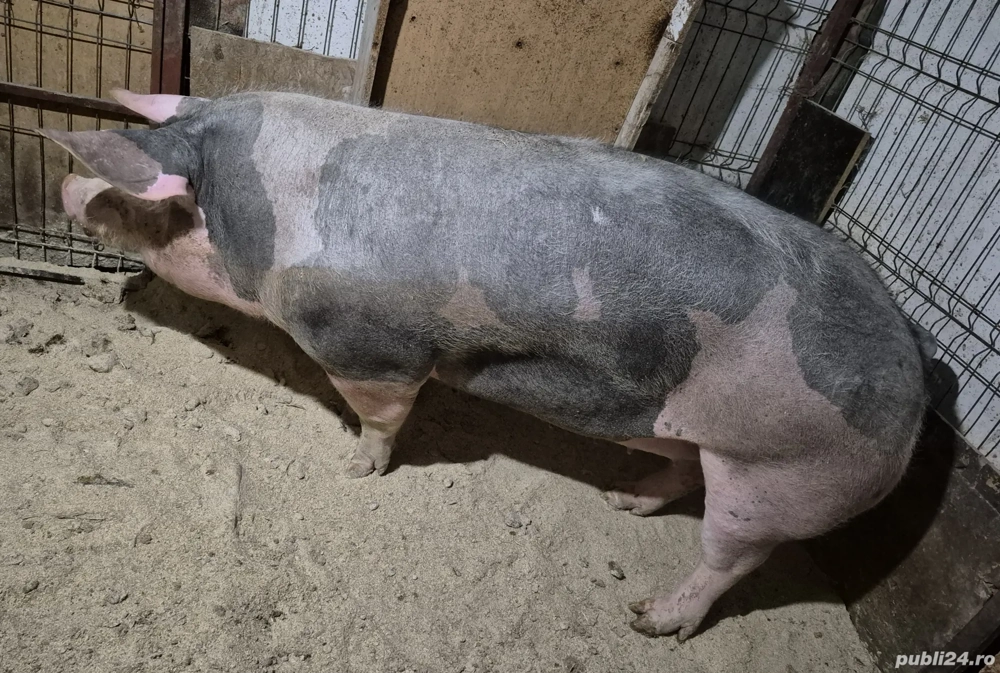 Porci de carne Pietran 