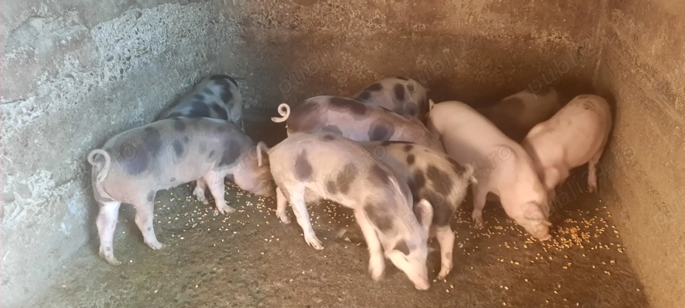 De vânzare purcei - 10 săptămâni