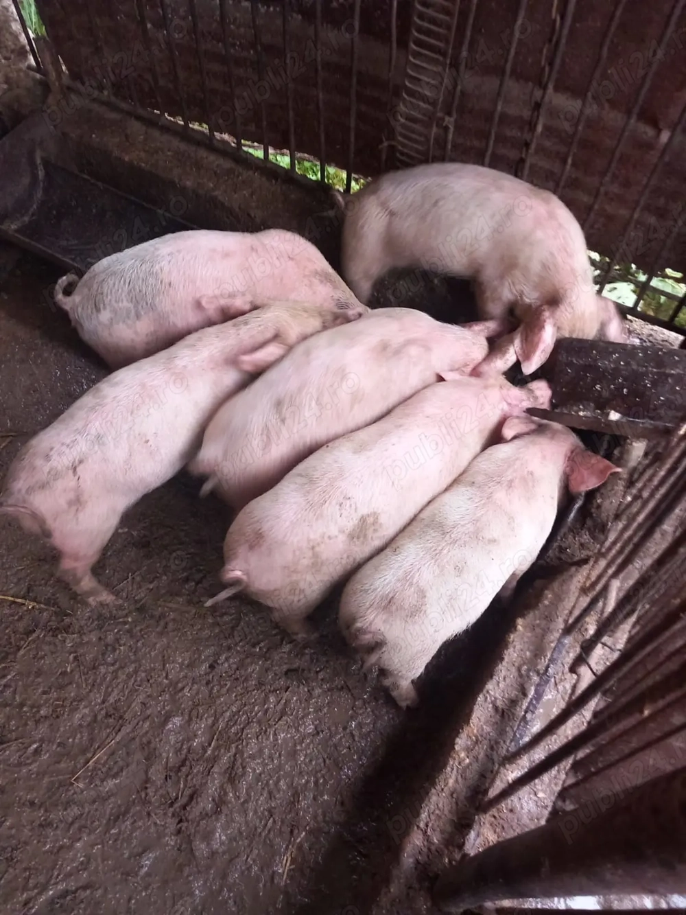 Vând purcei de 7 8 săptămâni 