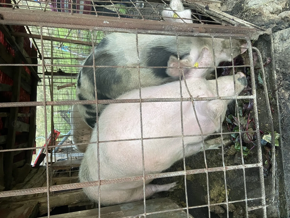 Porci crescuți în propria gospodărie 