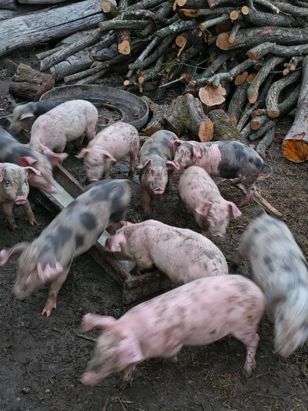 Vând purcei de 8 săptămâni 