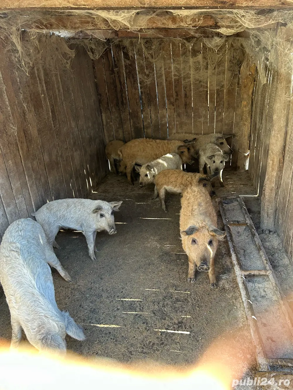 Vand Grasuni Mangalita