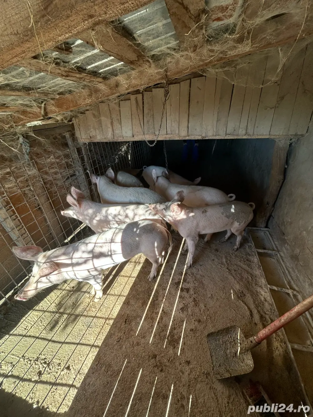 Vand porci marele alb