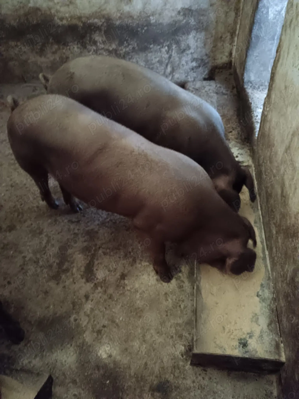Vând porci de casă crescuți natural 