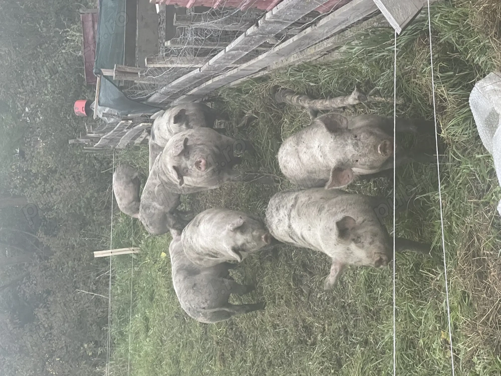 Porci de vânzare 100kg