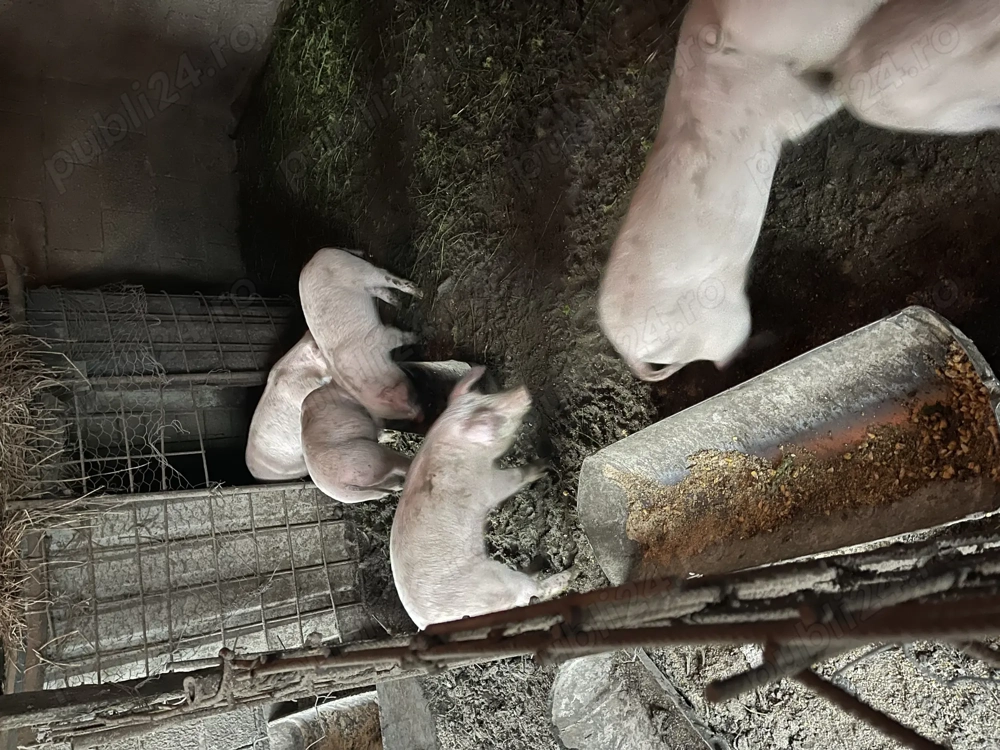 Purcei de 9 săptămâni 