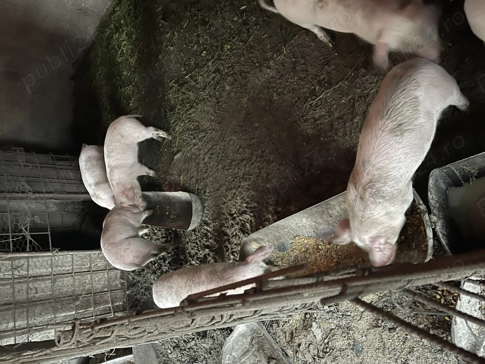 Purcei de 9 săptămâni 