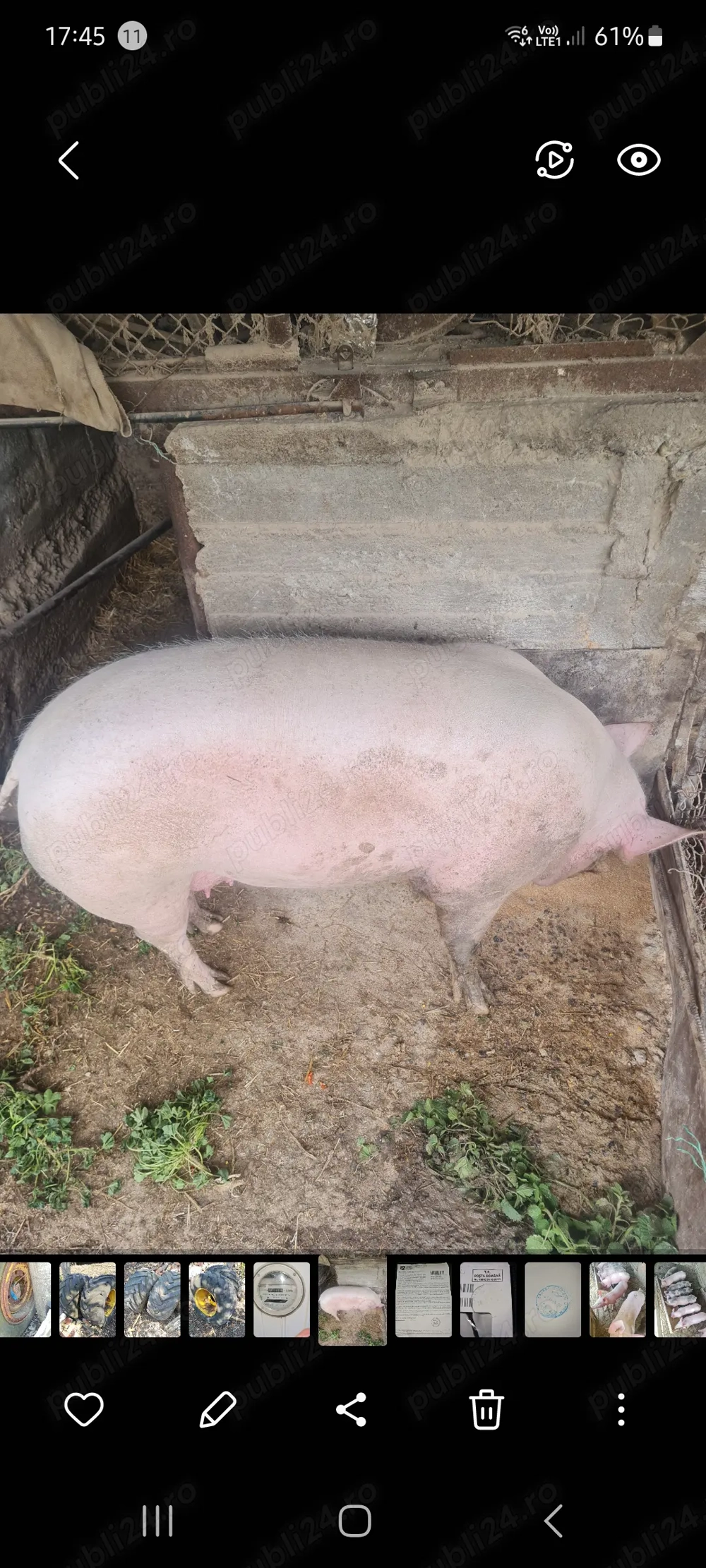 Vând porc mare, cca.300 kg