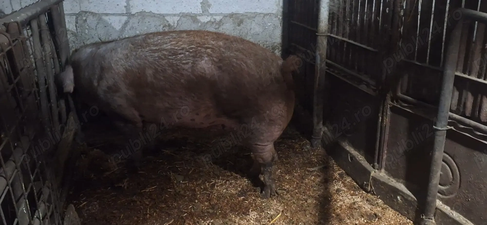O scroafa la alegere ,landrace sau duroc