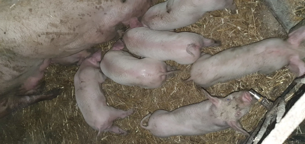 Purcei de 6 de saptamani