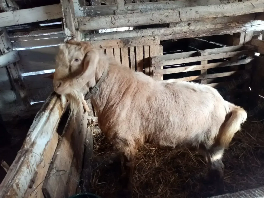 Vand tap metis Anglo Nubian