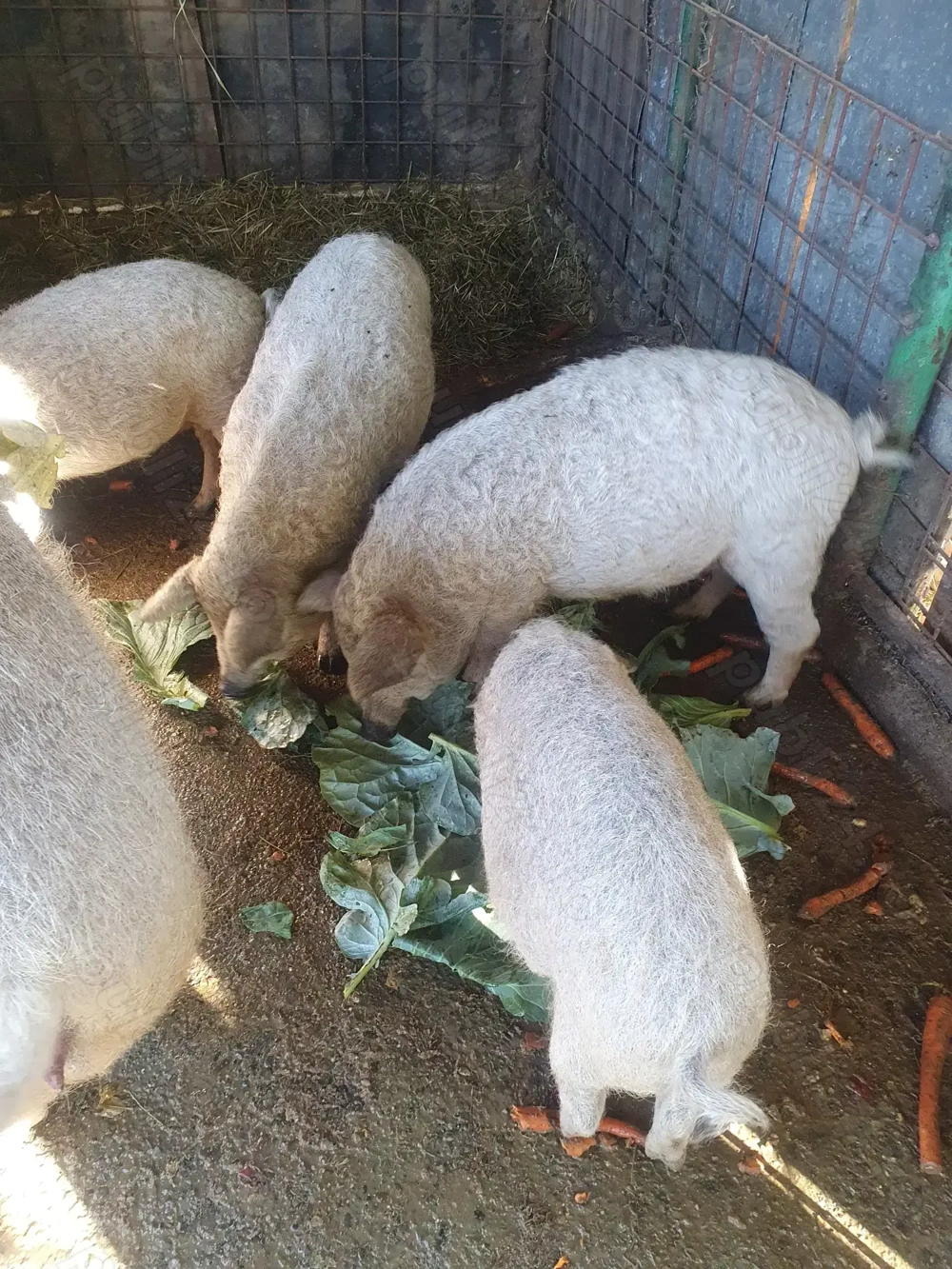 Vând purcei  rasa Mangalița cu mistreț!!!