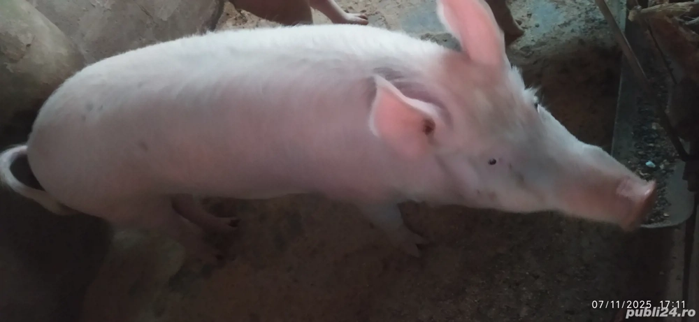 porc pentru sacrificare