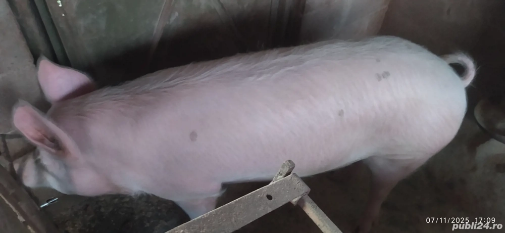 vand porc pentru sacrificare 