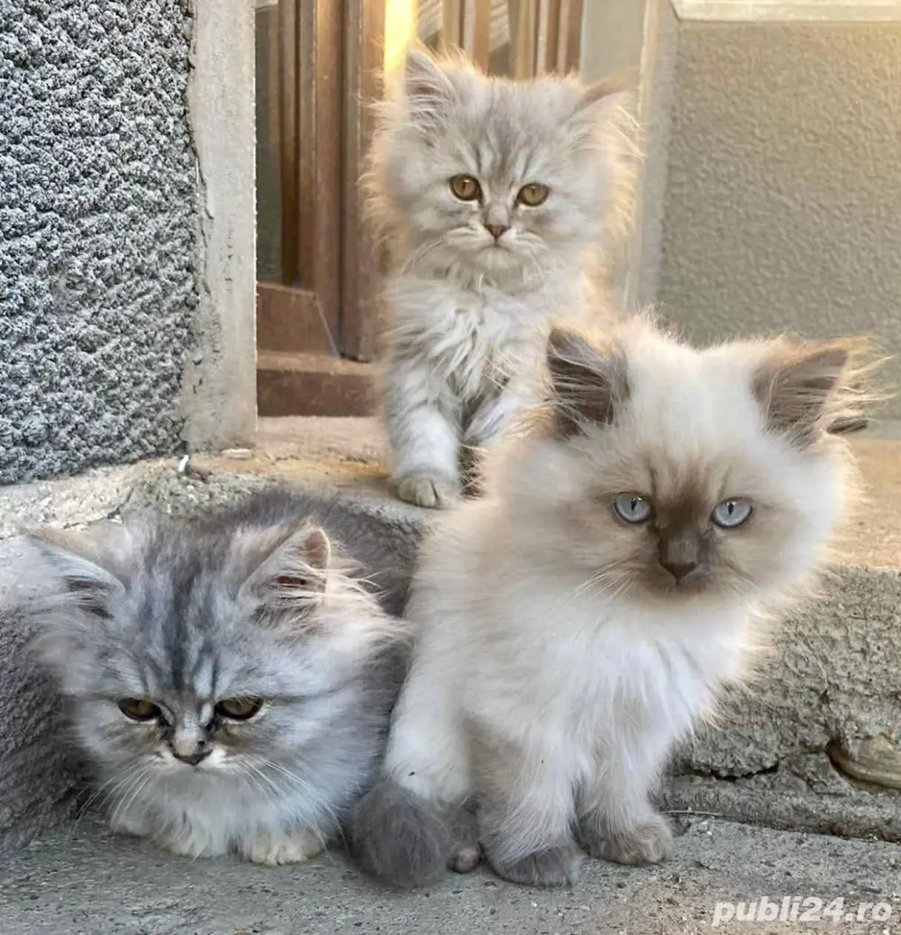 Pui Pisica Persana Silver Gray 