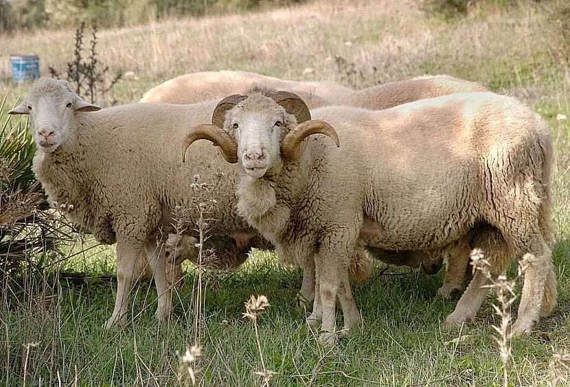 Berbeci Pentru pastrama 