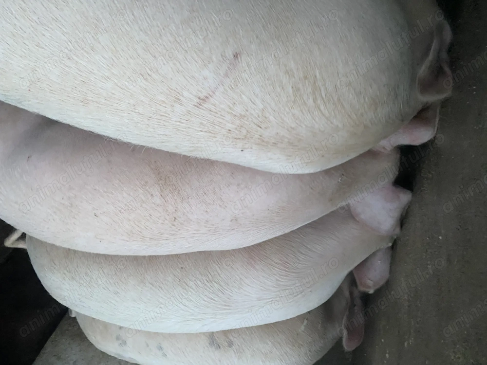 Porci de toate marimile!