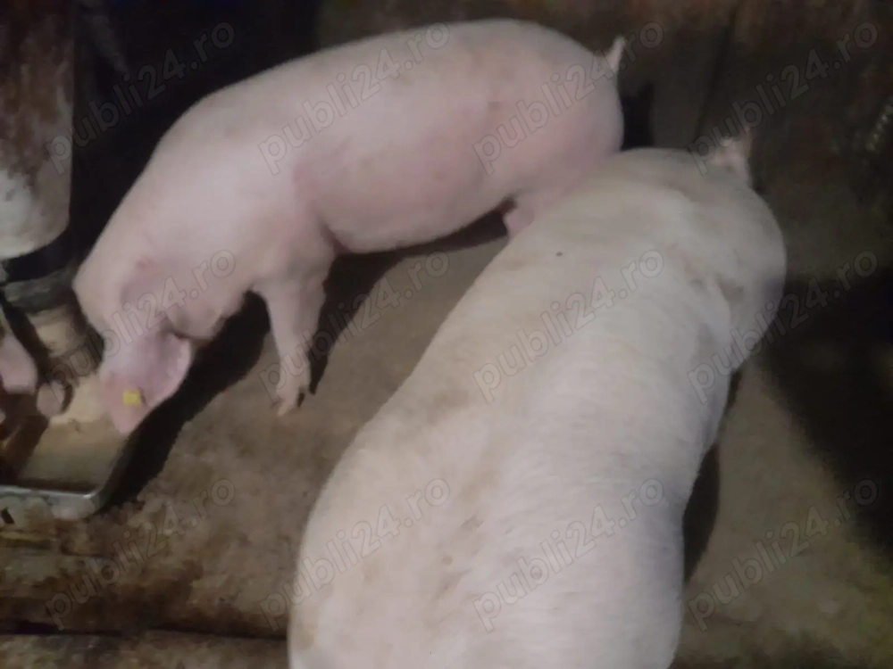 Porci pentru sacrificat