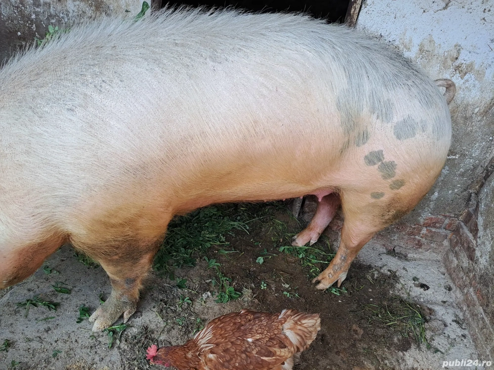 vand porc de crăciun 