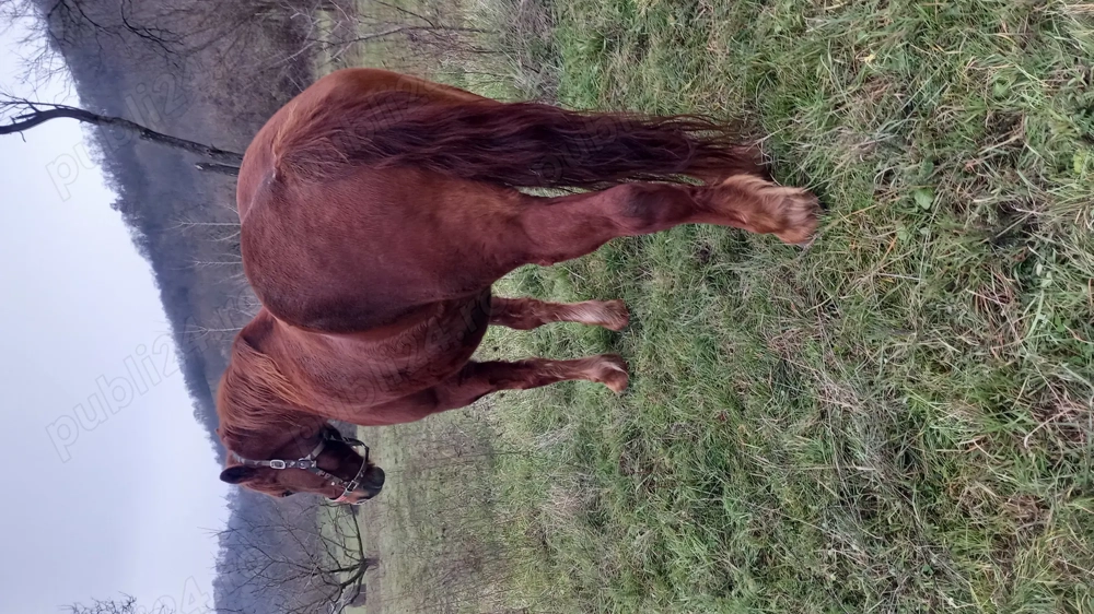 De vănzare iapă bună 