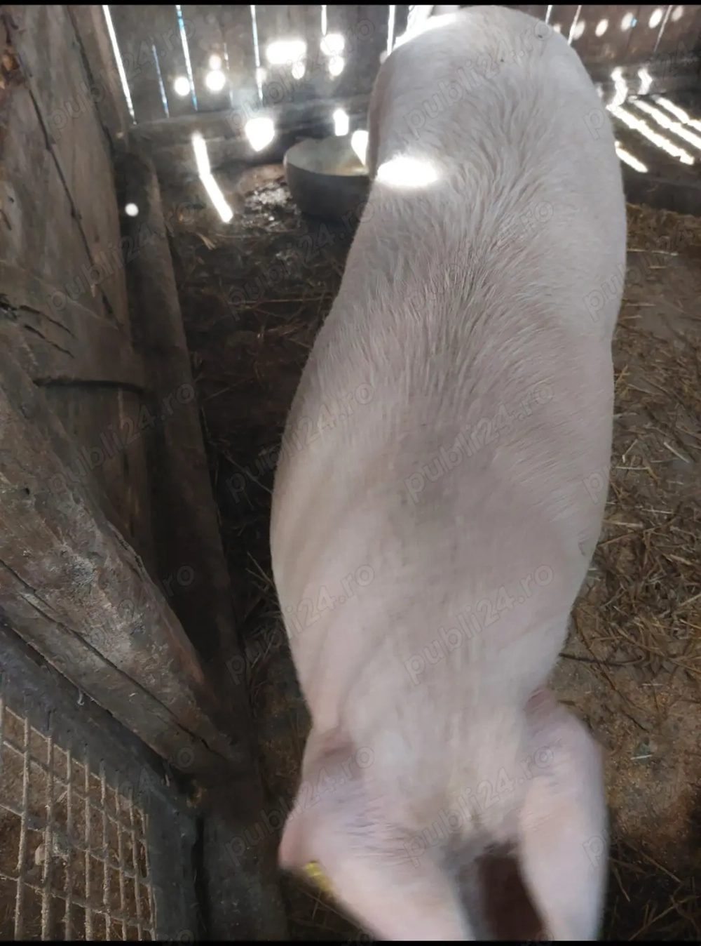       270-280-kg la alegere