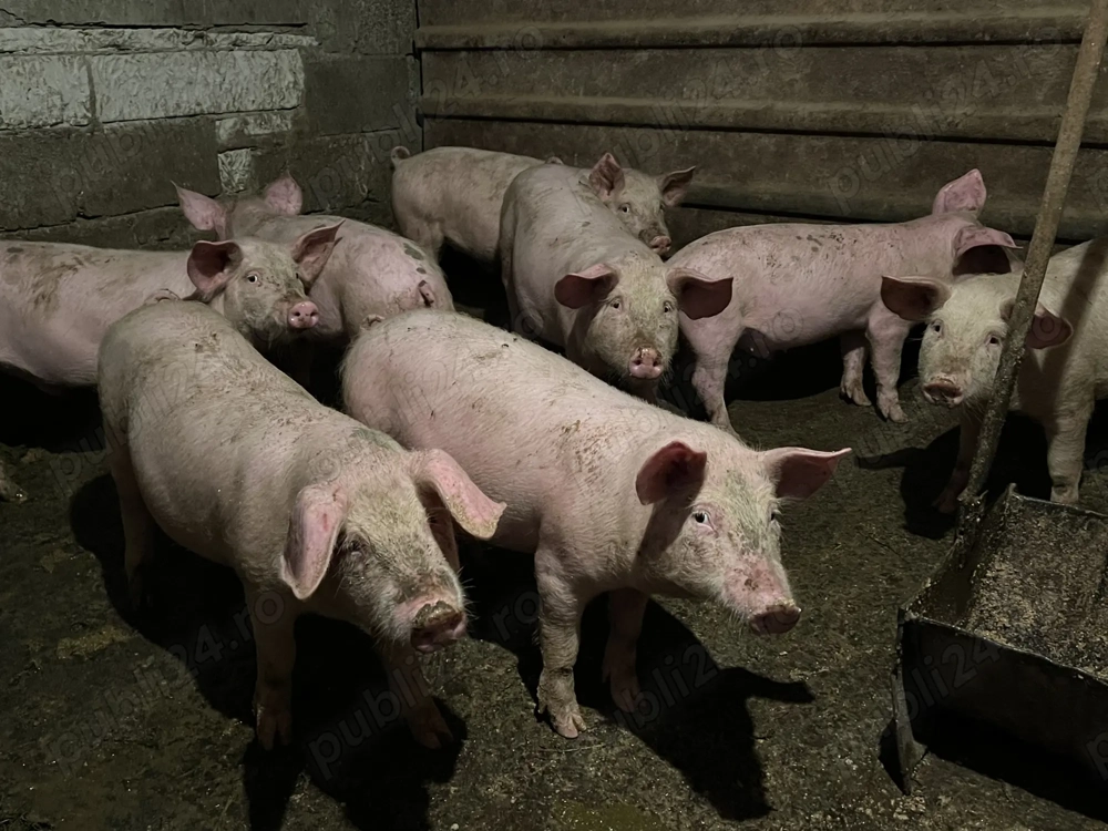 Vând purcei 25 - 28 kg buc !!!