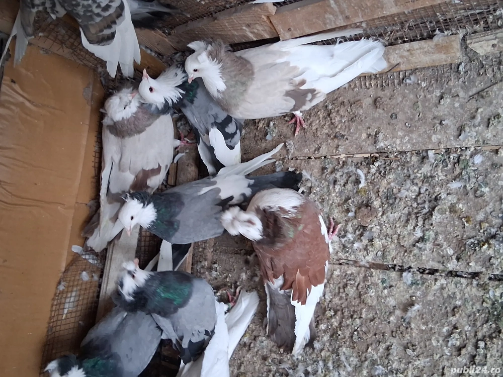 Porumbei uriaș de Salonta 