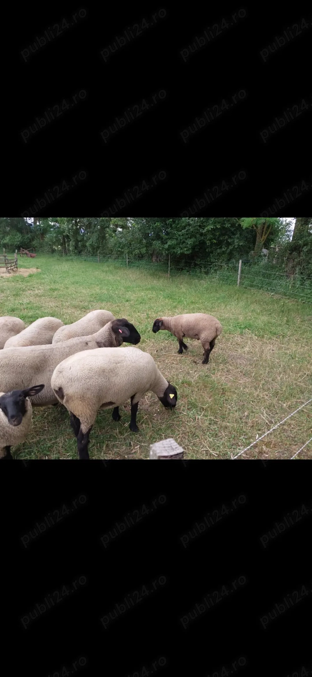 Berbec suffolk  de vanzare 