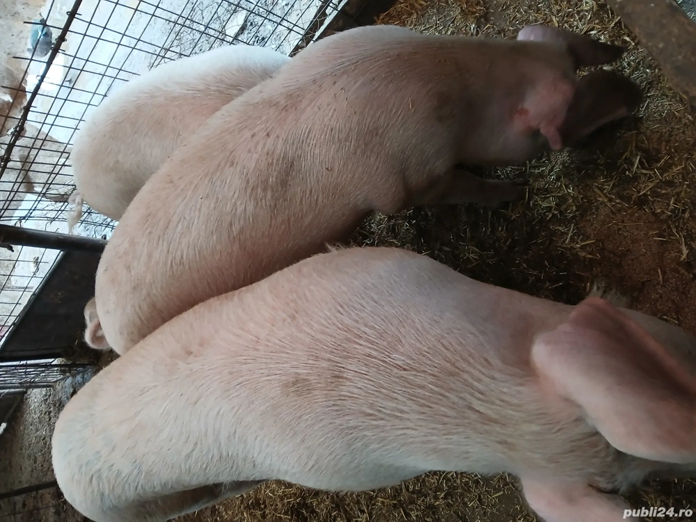 porci de vânzare 