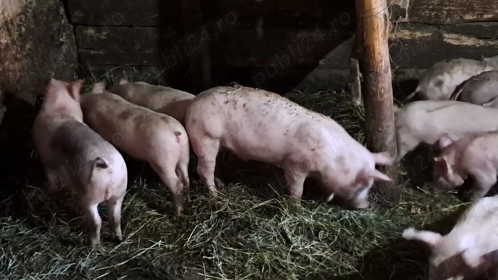 Vând purcei 12 săptămâni 