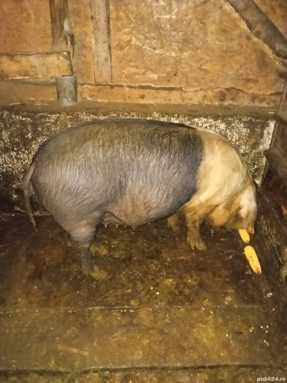 porci de vanzare 