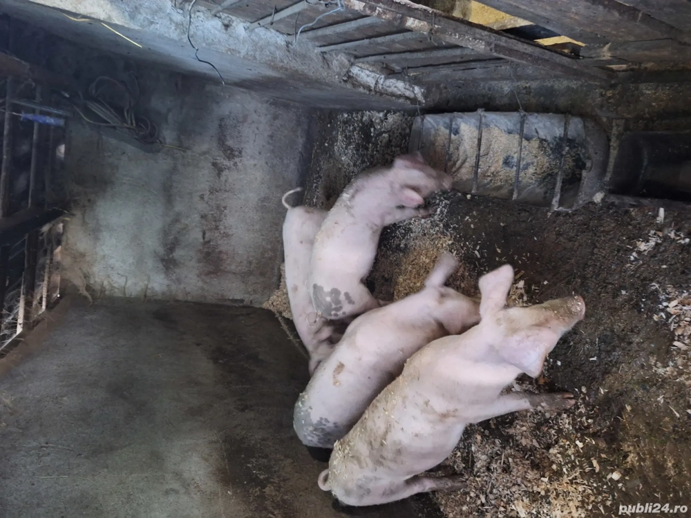 porci purcei 30 kg - 150 kg