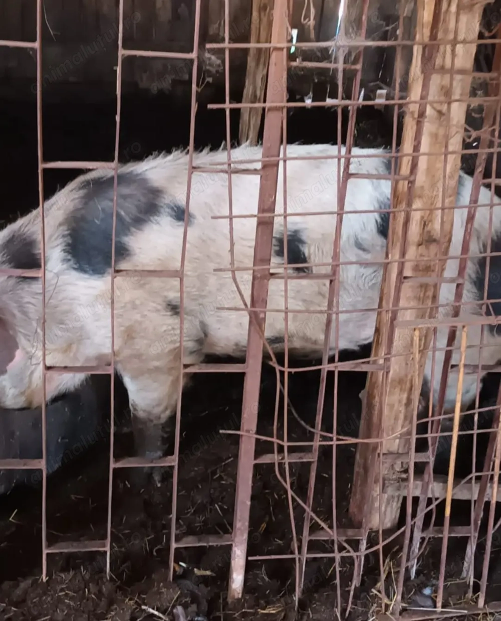 Vand porc si vaca cu vitel- Moraresti Arges