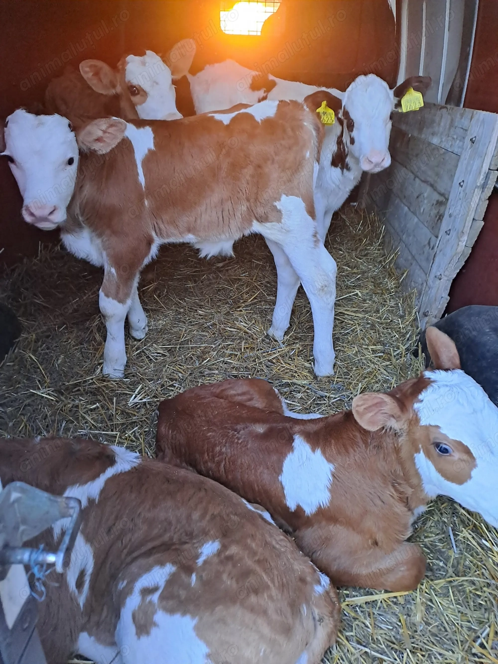 Vând viței cu diferite vârste!