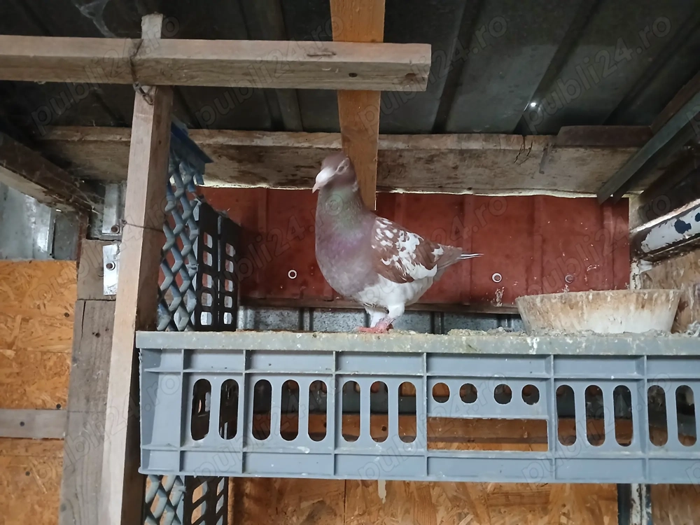 Vand 3 masculi meulemans 