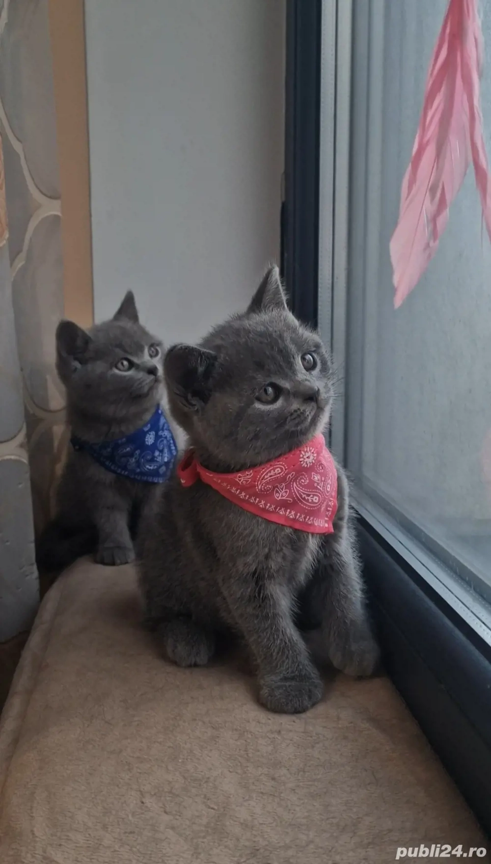 Pui de pisica british shorthair blue, rasa pura, complet sănătoși