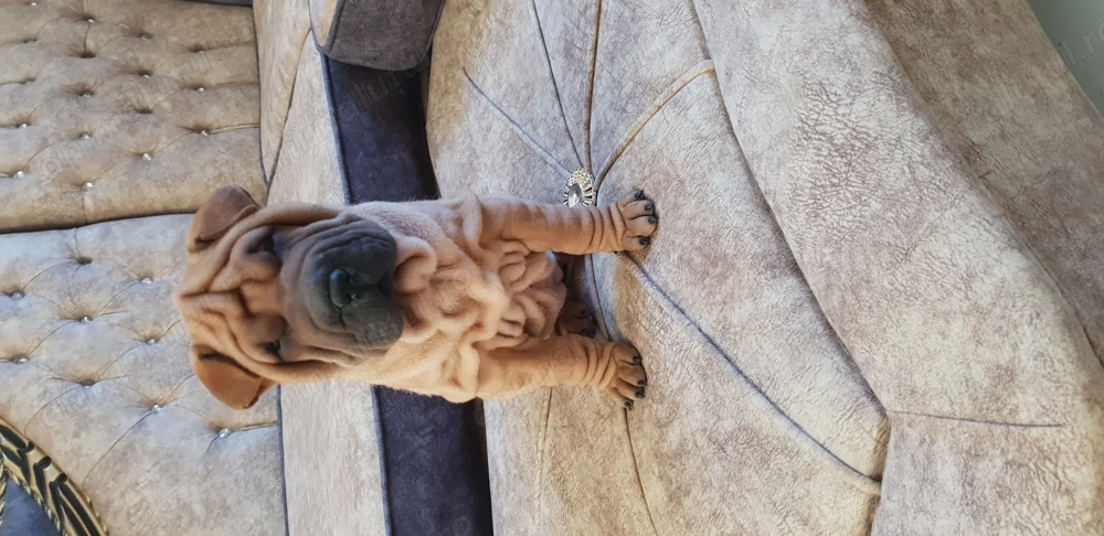Shar pei cu pedigree 