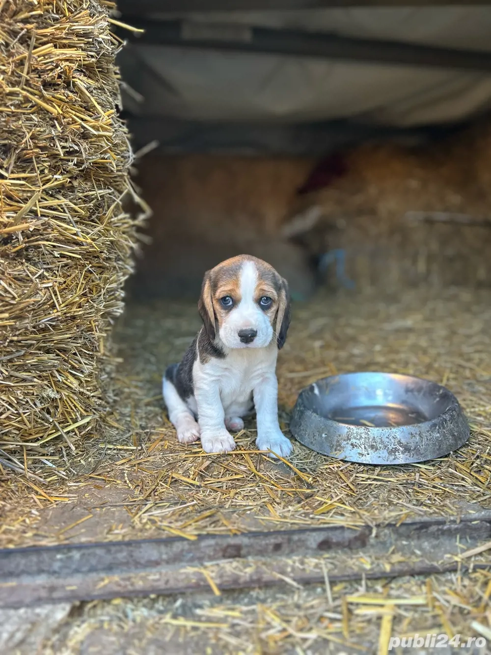 vând căței Beagle