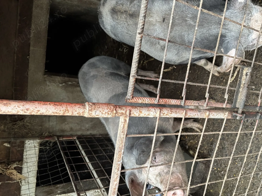 Porci de carne pentru Crăciun 