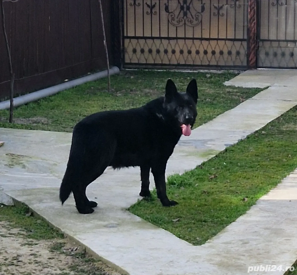 ciobanesc german mascul 